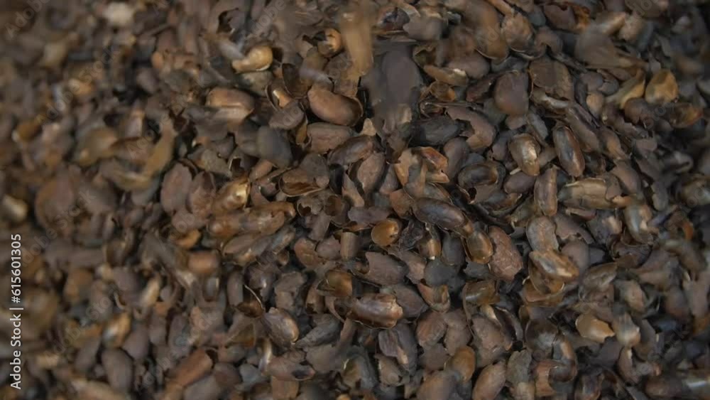 static close up shot of cocoa bean shells falling in a huge pile static close up shot of cocoa bean shells falling in a huge pile