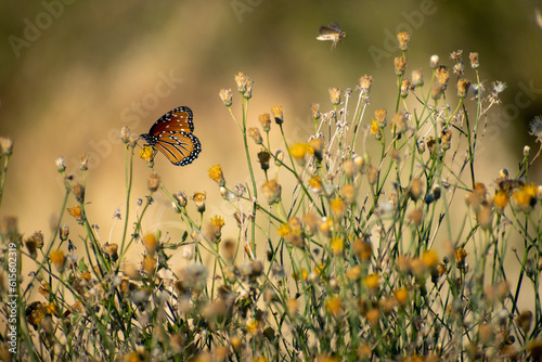 Naturaleza Mariposas © Cristian