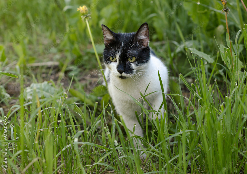 Black white cat walk in vivid green grass on a spring day.