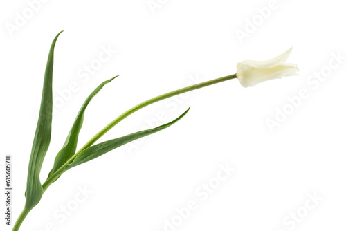 white lily-like tulips with a stem  isolated