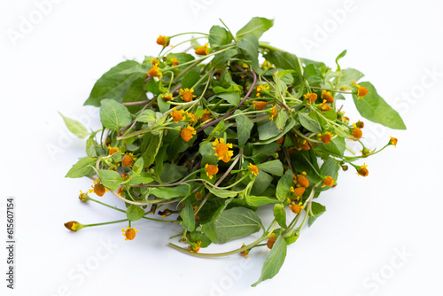 Yellow flower with green leaves of acmella oleracea or toothache plant on white background photo