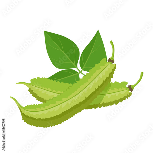 Vector illustration, fresh winged bean, isolated on white background. photo