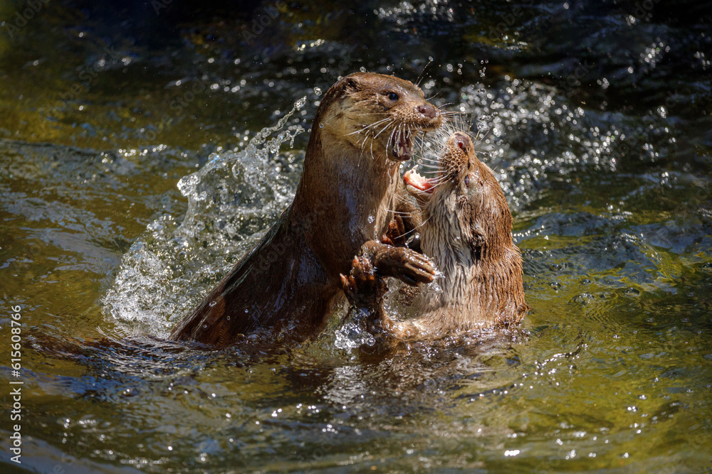 Fototapeta premium Clash of otters. European river otters, Lutra lutra, fighting in water, splashing water drops around. Endangered fish predator in nature. Action in wild nature. Natural behavior, matting season.