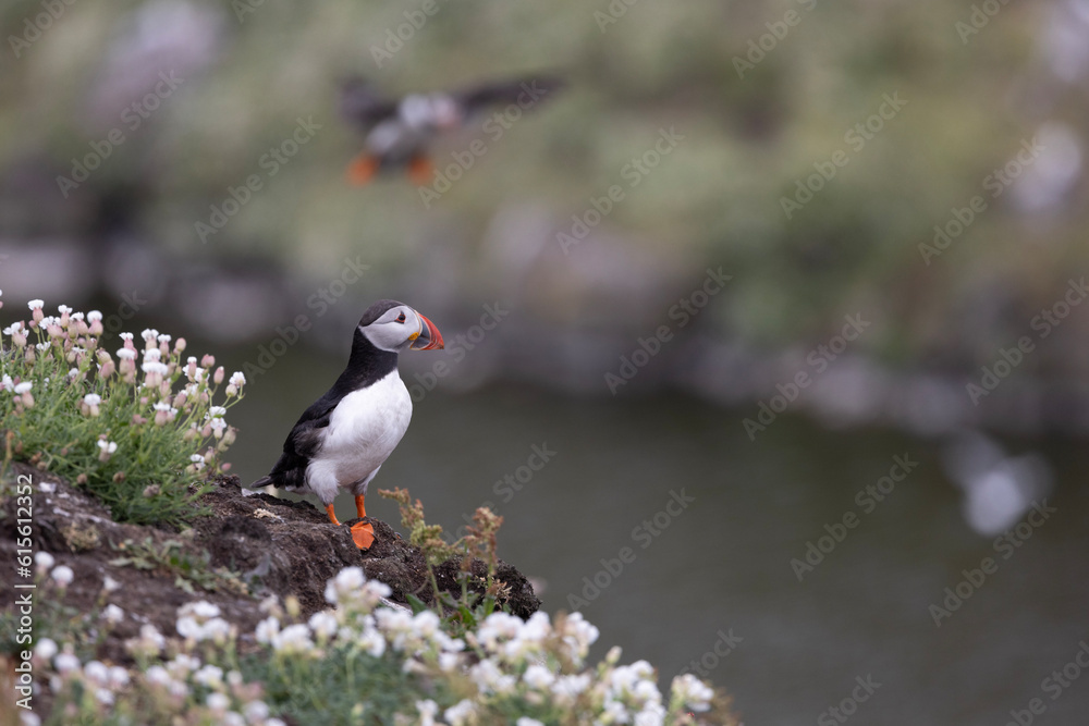 Atlantic Puffin Atlantic Puffin