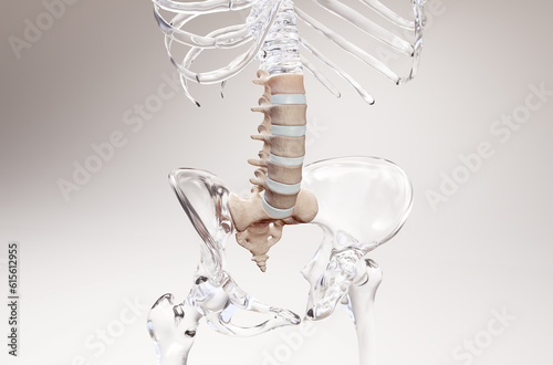 Lumbar spine 3D rendering on glass skeleton photo
