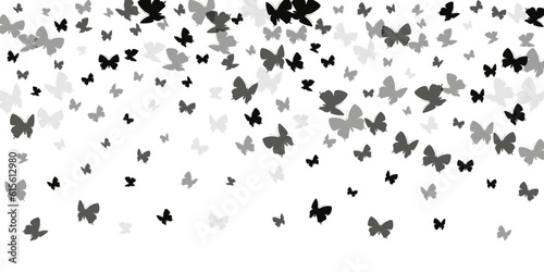 Romantic black butterflies isolated vector background. Summer little moths. Detailed butterflies isolated baby wallpaper. Gentle wings insects graphic design. Nature creatures.