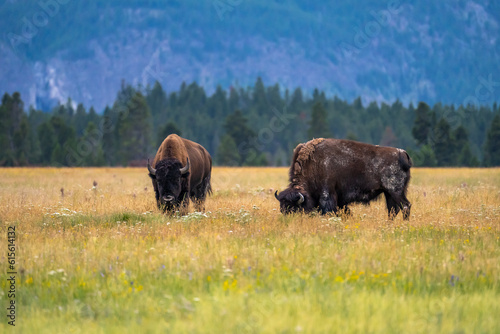Pair of bison in the meadow. Yellowstone National Park.