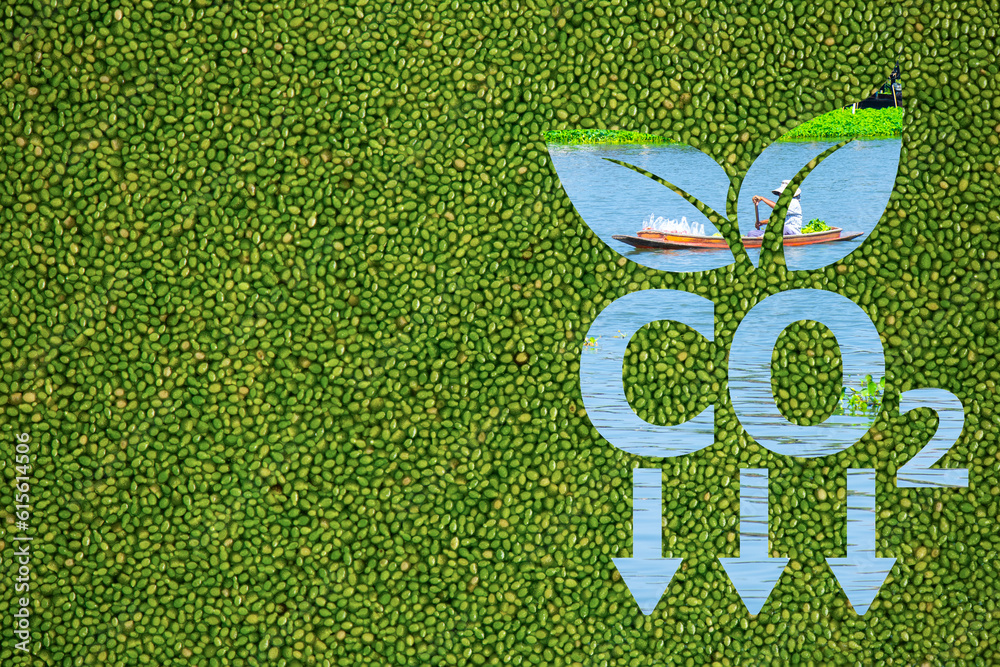 Wolffia globosa absorbs carbon dioxide from the air. It is a raw material source in the green