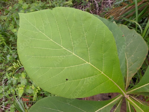 Jati leaf (Tectona grandis) in tropical nature borneo photo