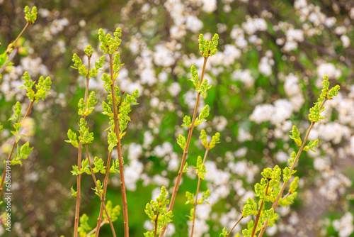 Sprouts of a plant or tree in early spring. Background with selective focus and copy space