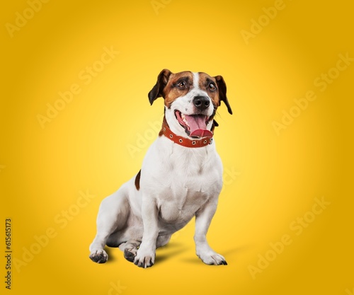 Cute smart dog on colored background