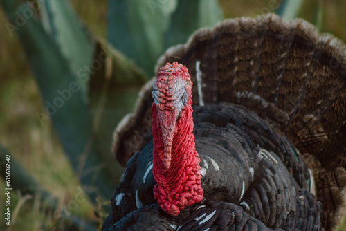 The turkey, a bird of nature, blends with the plant-filled surroundings