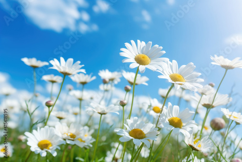 Daisy flower field, sunlight summer time