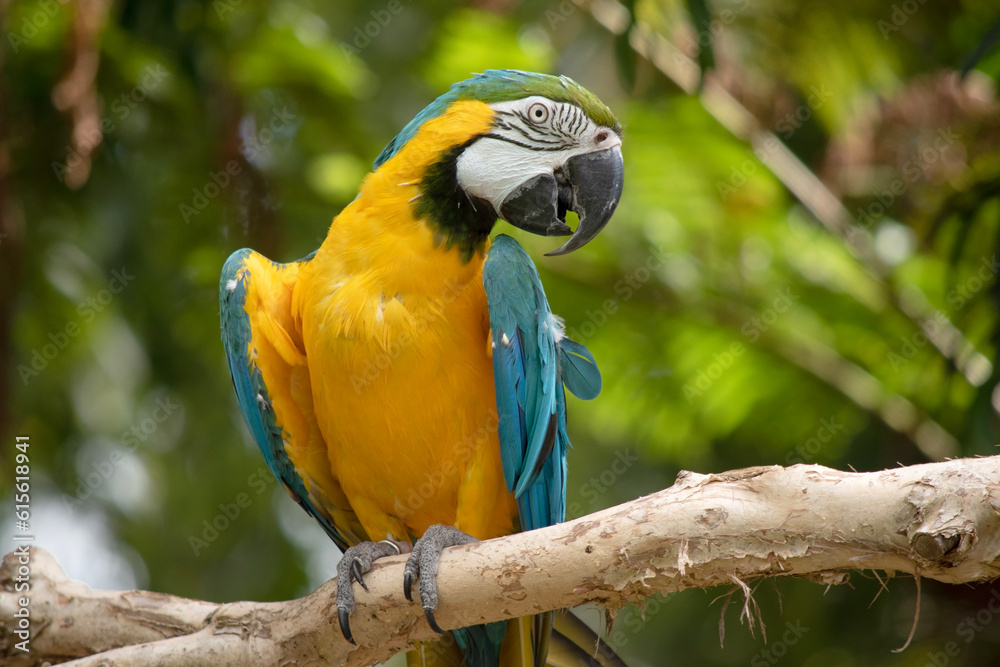 the Back and upper tail feathers of the blue and gold macaw are brilliant blue; the underside of the tail is olive yellow. Forehead feathers are green.