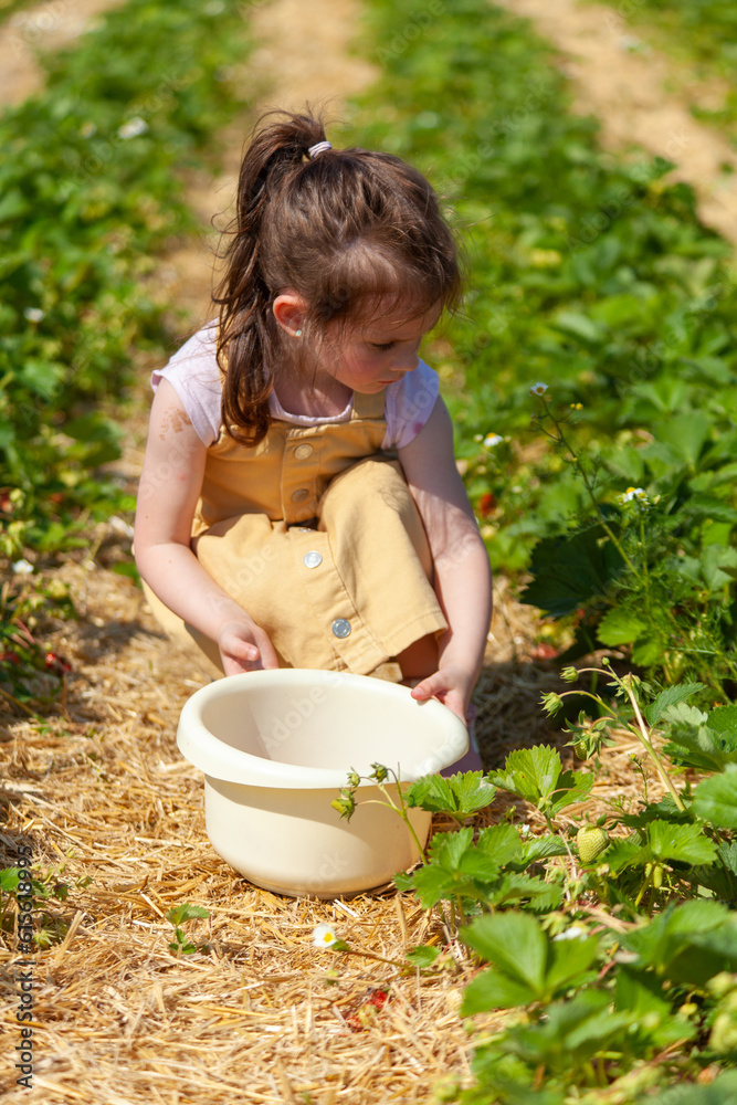 Little girl picking strawberries in the field on a sunny summer day. Little girl picking strawberries in the field on a sunny summer day.