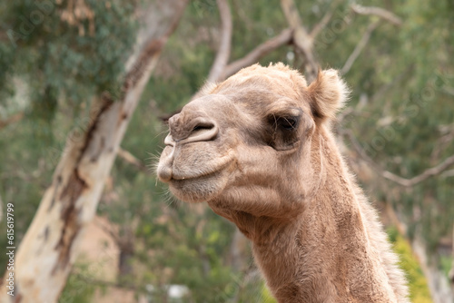 Camels are mammals with brown eyes, long lashes, a big-lipped snout and a humped back.