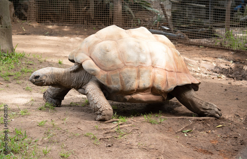 Aldabra giant tortoises are mainly active during the early morning and in the late evening and they spend the remainder of the day in burrows or swamps keeping cool.