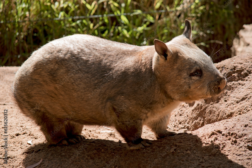 the hairy nosed wombat is enjoying the sun the hairy nosed wombat is enjoying the sun
