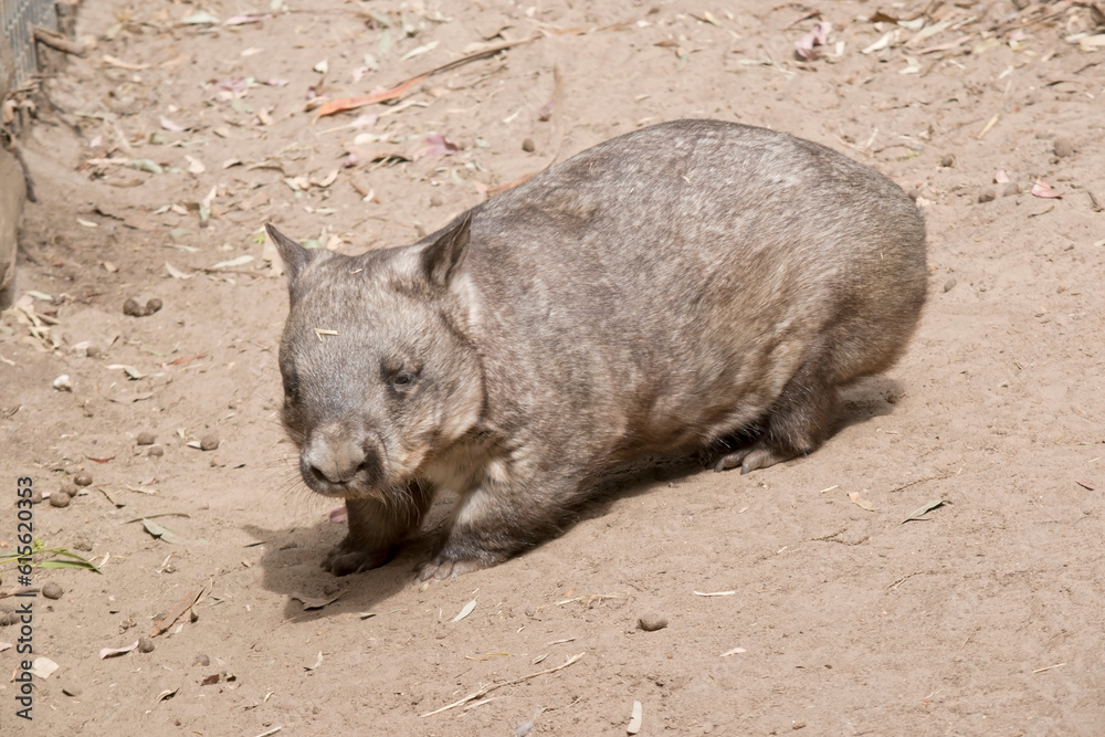 The hairy-nosed wombats have softer fur, longer and more pointed ears and a broader muzzle fringed with fine whiskers then common wombats. The hairy-nosed wombats have softer fur, longer and more pointed ears and a broader muzzle fringed with fine whiskers then common wombats.