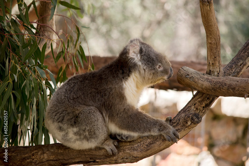 Fototapeta Naklejka Na Ścianę i Meble -  this is a side view of a grey koala with a white chest