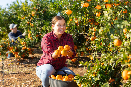 Portrait of cheerful skilled young female gardener picking ripe organic tangerines in cultivating season