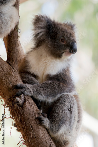 the koala is climbing up the tree