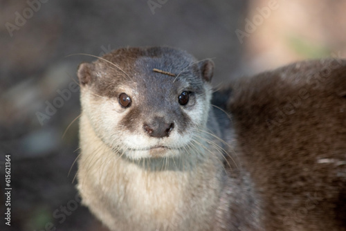 Asian small clawed otters are small, with short ears and noses, elongated bodies, long tails, and soft, dense fur. © susan flashman