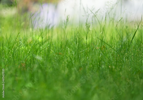 close up on wild green grass as nature background
