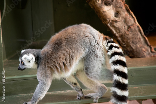 Ring-tailed lemur backs are gray to rosy brown with gray limbs and dark gray heads and necks. They have white bellies. Their faces are white with dark triangular eye patches and a black nose.