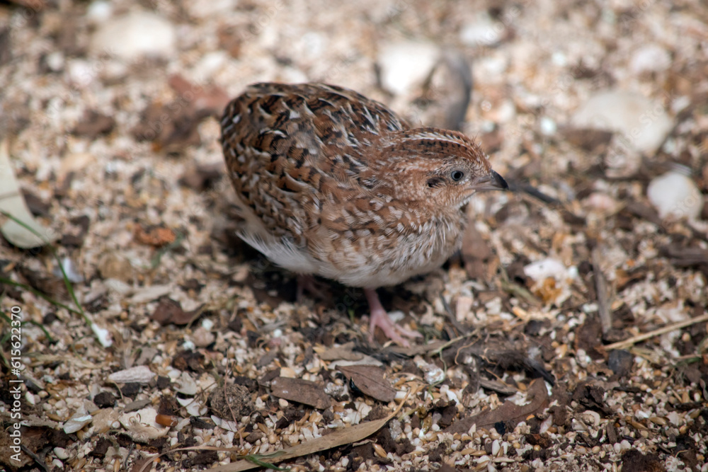 Fototapeta premium this is a side view of a stubble quail