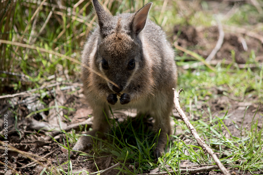 the joey tammar wallaby is mainly grey with tan arms and head