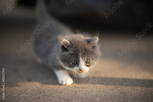 kitten in the sunshine