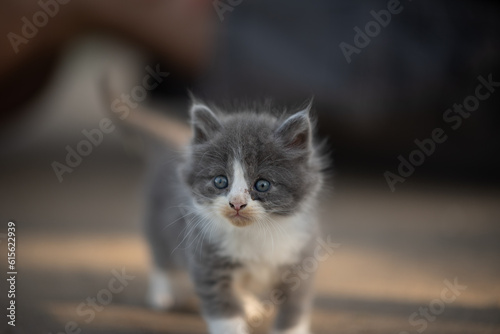 kitten in the sunshine