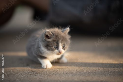 kitten in the sunshine