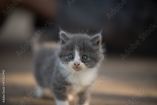 kitten in the sunshine