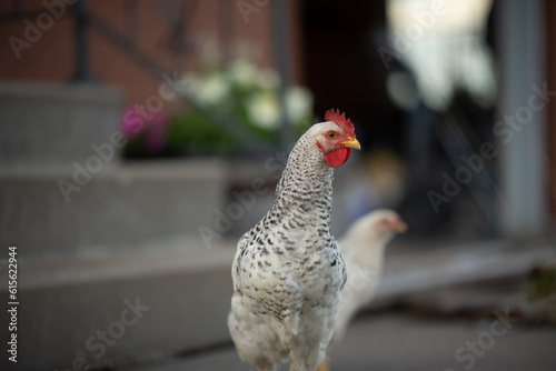 chickens outside
