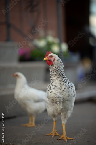 chickens outside