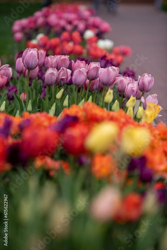 Tulips