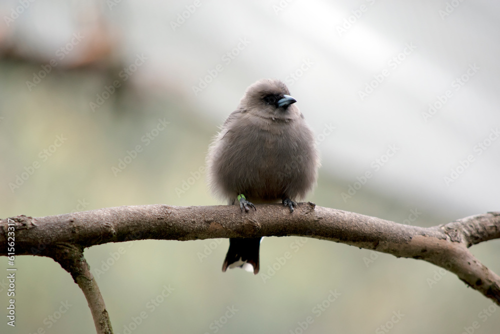 the woodswallow is perched on a twig the woodswallow is perched on a twig