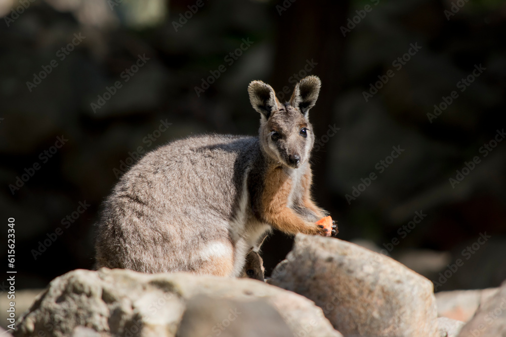 Obraz premium the yellow footed rock wallaby is is an Australian marsupial