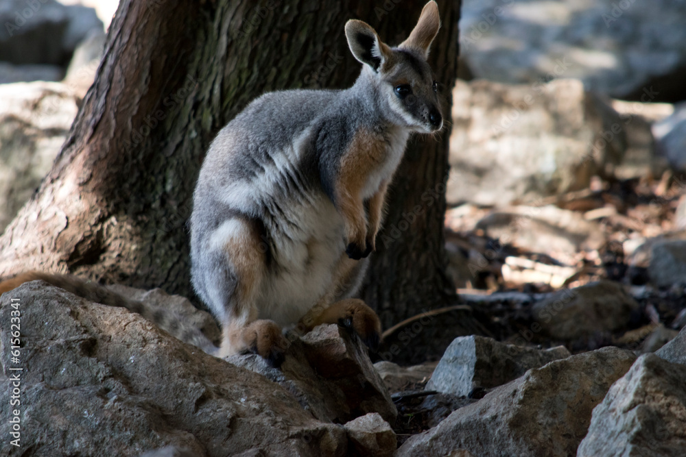 Naklejka premium the yellow footed rock wallaby is standing on rocks