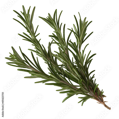 A sprig of rosemary on a transparent background png isolated Generative Ai
