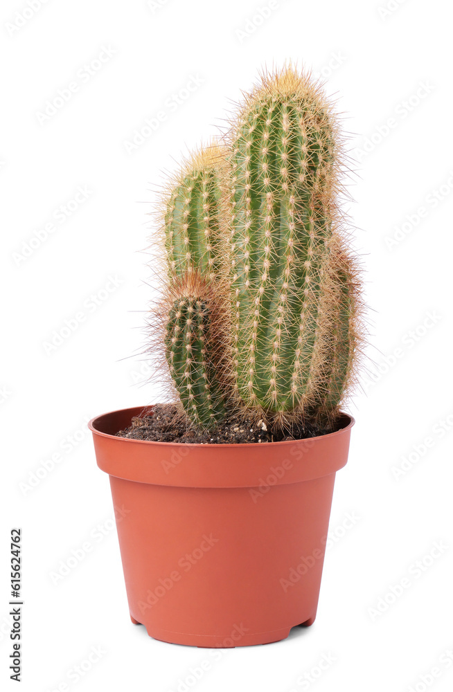 Beautiful green cactus in pot isolated on white Beautiful green cactus in pot isolated on white