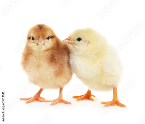 Two cute fluffy baby chickens on white background © New Africa