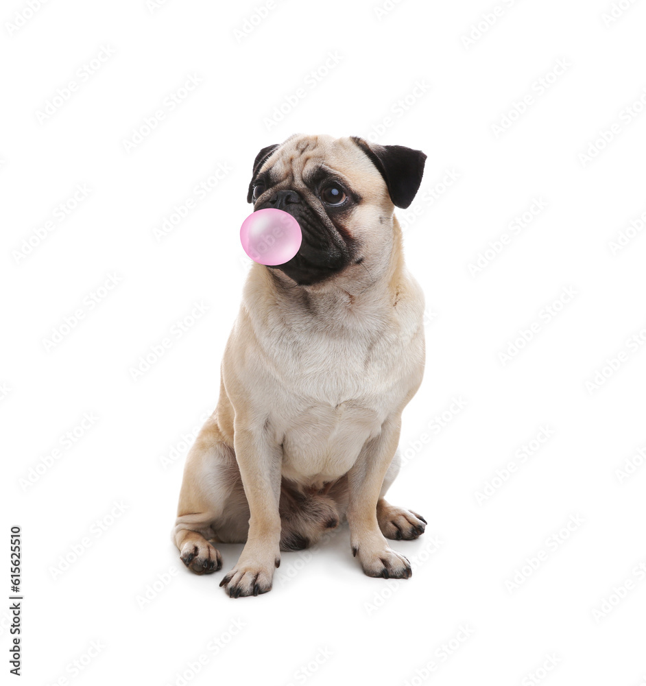 Cute pug dog with bubble of chewing gum on white background