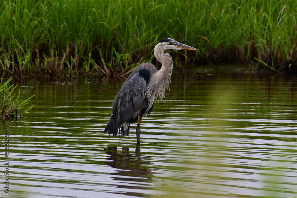 Naklejka premium Great Blue Heron stoically taking in the area