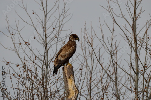 Immature Bald Eagle Scoping its Next Meal