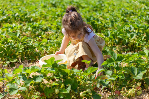 Little girl picking strawberries in a strawberry field in the summertime.