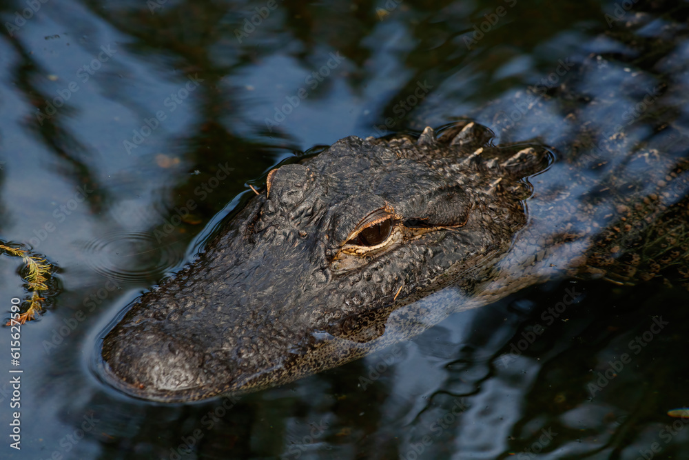 Obraz premium alligator in the swamp