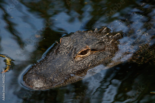 alligator in the swamp